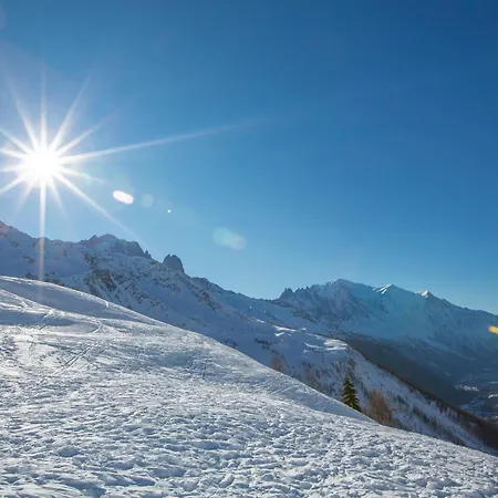 Sud - Jonquilles 001 - Happy Chamonix